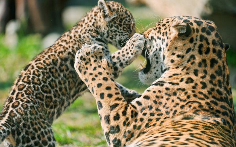 Jaguar Cars Leopard Lion Felidae, PNG, 1920x1200px, Jaguar, Animal, Big Cat, Big Cats, Carnivoran Download Free