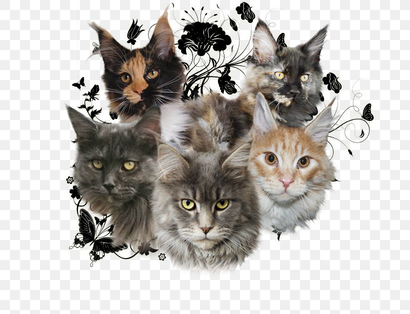Maine Coon Kitten Domestic Short-haired Cat Whiskers Raccoon, PNG, 686x628px, Maine Coon, Carnivora, Carnivoran, Cat, Cat Like Mammal Download Free