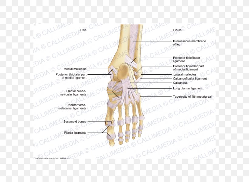Thumb Bone Foot Ligament Joint, PNG, 600x600px, Watercolor, Cartoon, Flower, Frame, Heart Download Free