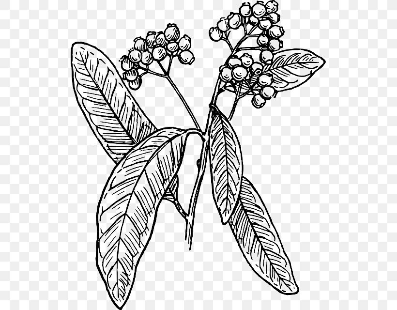 Allspice Clip Art, PNG, 527x640px, Allspice, Art, Artwork, Black And White, Black Pepper Download Free