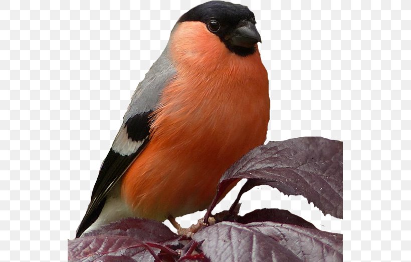 Bird Eurasian Bullfinch Zoo Beak Garden, PNG, 549x523px, Bird, Architectural Model, Beak, Eurasian Bullfinch, Fauna Download Free