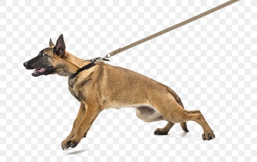 Dog Bite Puppy Collar Leash, PNG, 745x518px, Dog, Bark, Belgian Shepherd, Belgian Shepherd Malinois, Carnivoran Download Free