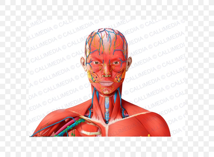 Forehead Muscle Blood Vessel Nerve Neck, PNG, 600x600px, Watercolor, Cartoon, Flower, Frame, Heart Download Free