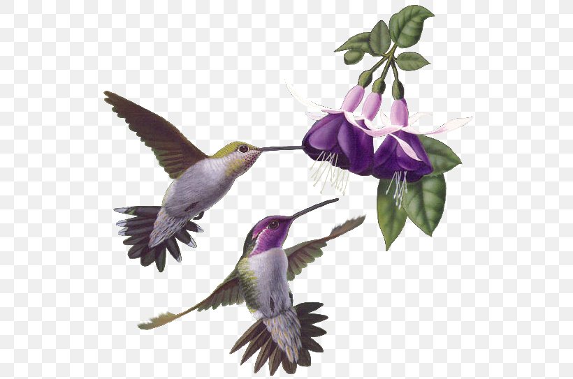 Hummingbird, PNG, 549x543px, Bird, Animation, Beak, Common Guillemot, Fauna Download Free