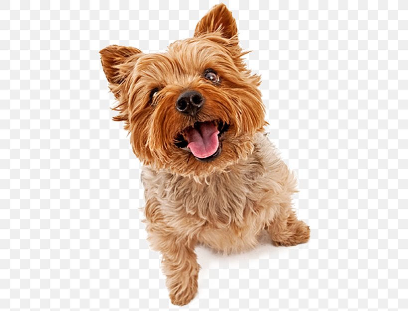 Yorkshire Terrier Staffordshire Bull Terrier American Staffordshire Terrier Puppy Pet, PNG, 600x625px, Yorkshire Terrier, American Staffordshire Terrier, Australian Silky Terrier, Australian Terrier, Breed Download Free