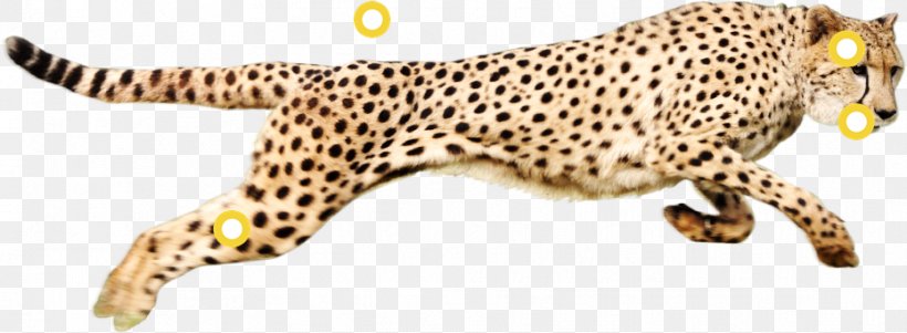 Cheetah Leopard Clip Art Felidae, PNG, 931x342px, Cheetah, Animal Figure, Big Cats, Body Jewelry, Carnivoran Download Free