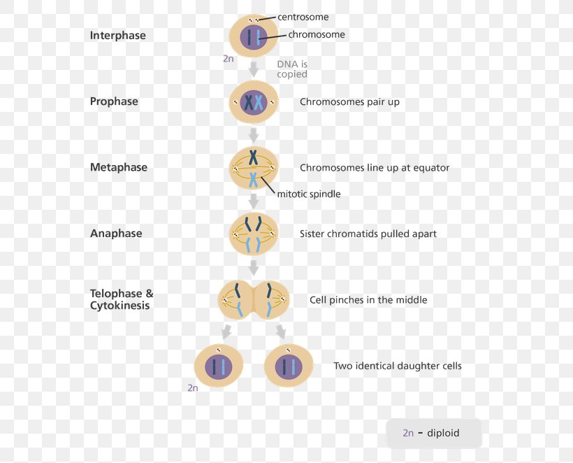 Mitosis Meiosis Cell Division Cell Cycle, PNG, 602x662px, Mitosis, Anaphase, Body Jewelry, Cell, Cell Cycle Download Free