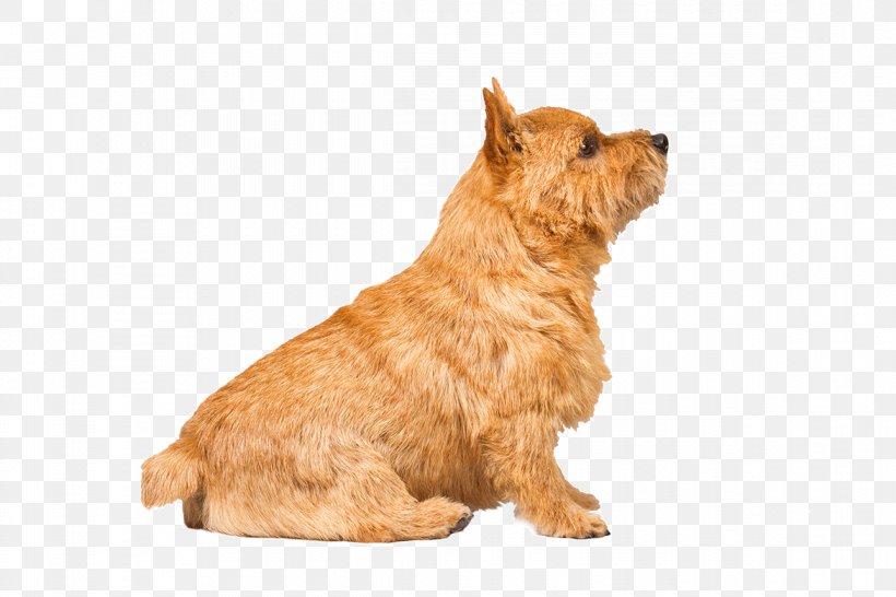 Norwich Terrier Norfolk Terrier Australian Terrier Glen Of Imaal Terrier Cairn Terrier, PNG, 1170x780px, Norwich Terrier, American Kennel Club, Australian Silky Terrier, Australian Terrier, Breed Download Free