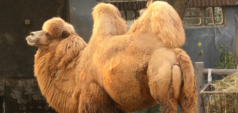 Wild Bactrian Camel Dromedary Mongolia, PNG, 1552x740px, Bactrian Camel, Arabian Camel, Bactria, Camel, Camel Hair Download Free