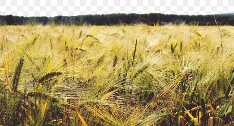 Barley Cereal Wheat Crop Agriculture, PNG, 1024x554px, Barley, Agricultural Science, Agriculture, Barleys, Cereal Download Free