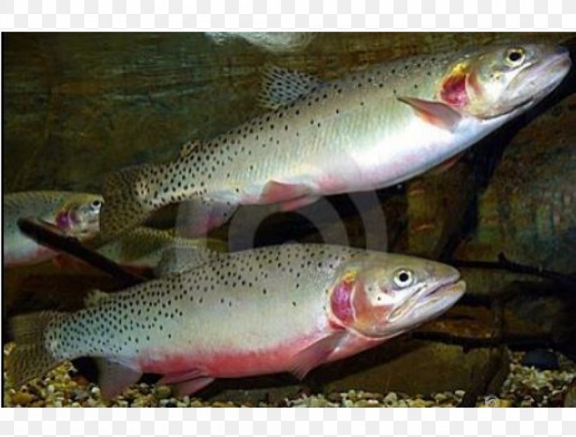 Coastal Cutthroat Trout Salmon 09777 Rudd, PNG, 1000x760px, Coastal Cutthroat Trout, Bony Fish, Common Rudd, Cutthroat Trout, Fauna Download Free