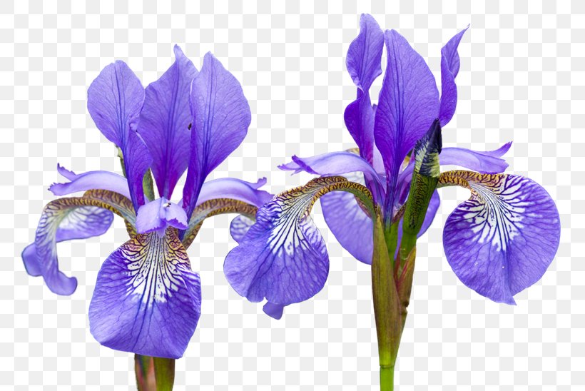 Northern Blue Flag Irises Flower Orris Root, PNG, 800x548px, Northern Blue Flag, Algerian Iris, Flower, Flowering Plant, Garden Roses Download Free