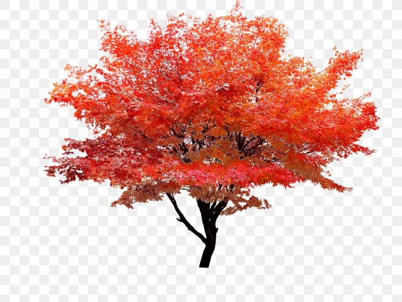Red Maple Autumn Leaf Color Tree, PNG, 2362x1772px, Red Maple, Arecaceae, Autumn, Maple, Maple Leaf Download Free