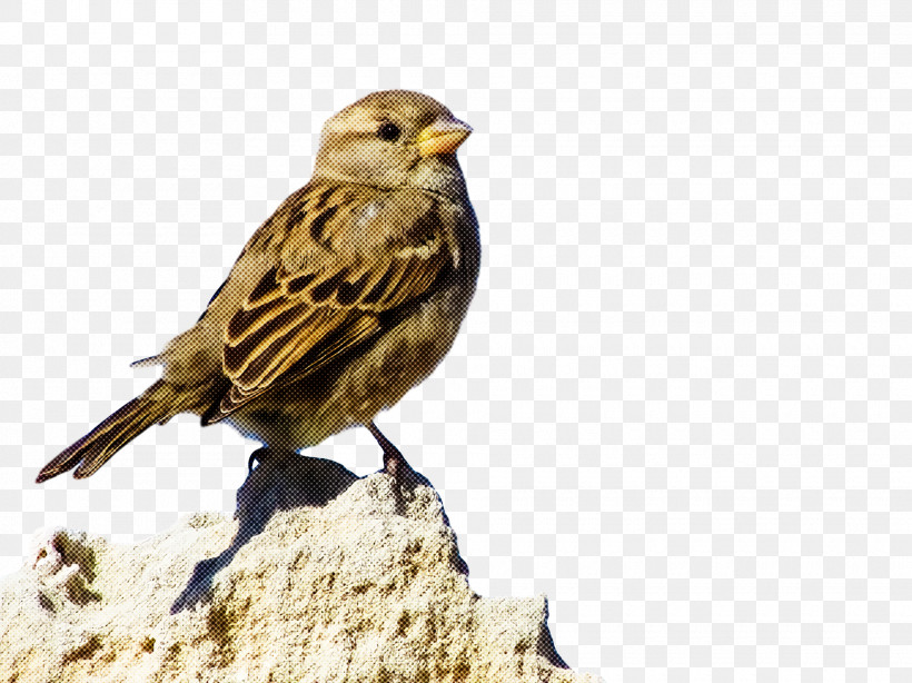 Bird, PNG, 1920x1438px, Bird, Atlantic Canary, Beak, Bobolink, Emberizidae Download Free