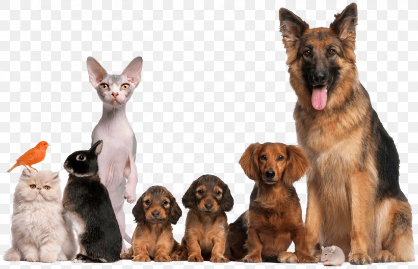Dog Animal Shelter Pet Adoption Cat, PNG, 1507x972px, Dog, Adoption, Animal, Animal Rescue Group, Animal Shelter Download Free
