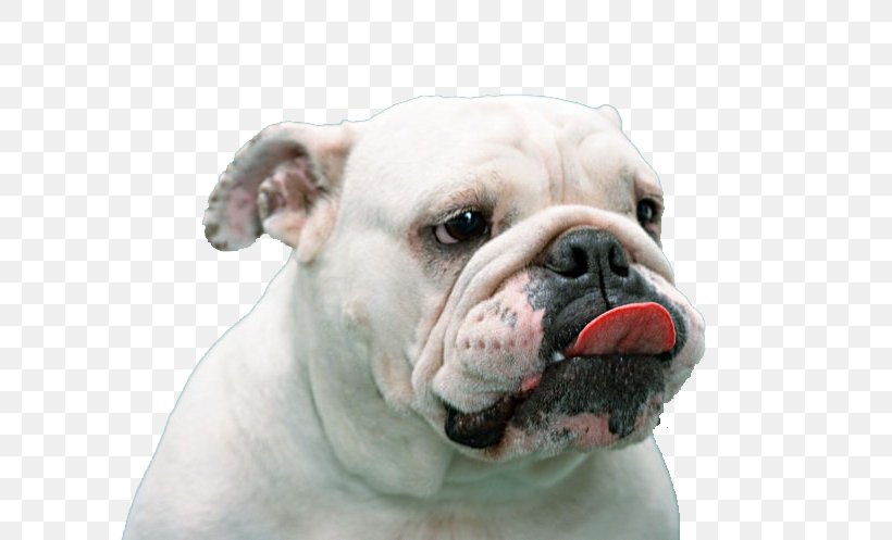 French Bulldog Pug Puppy Tongue, PNG, 700x497px, Bulldog, American Bulldog, Animal, Australian Bulldog, British Bulldogs Download Free