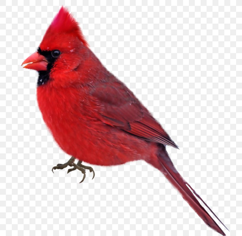 Bird Cardinal Photography Clip Art, PNG, 740x800px, Bird, Beak, Cardinal, Drawing, Fauna Download Free