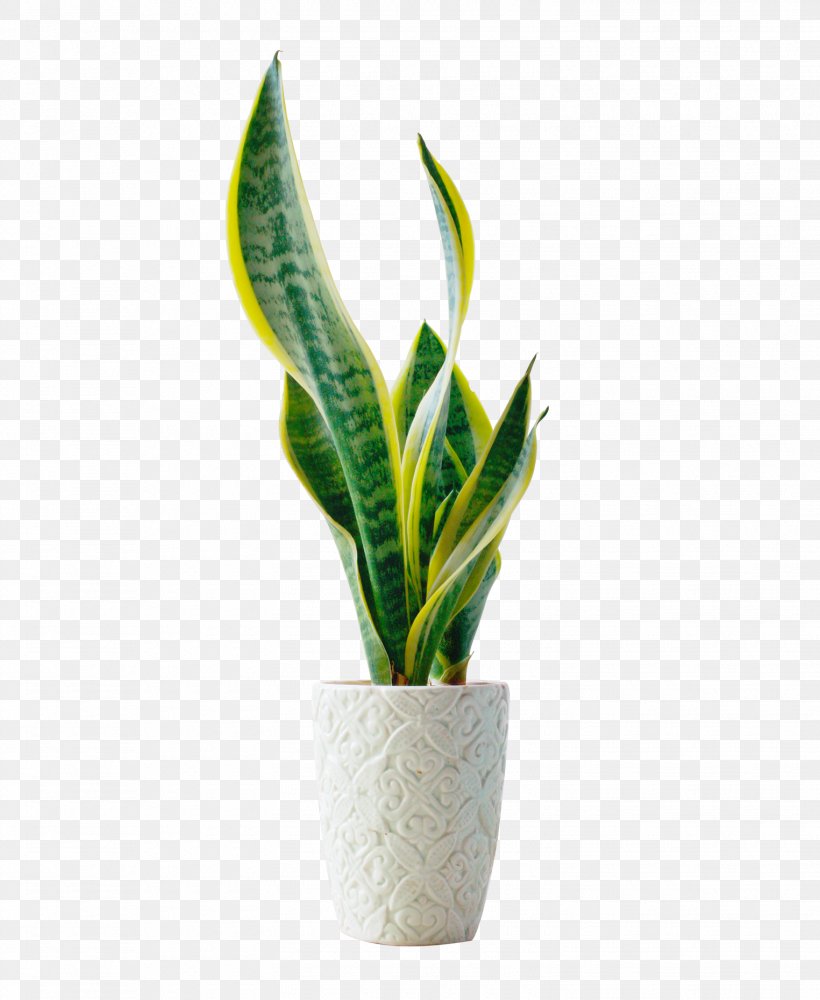 Bonsai Flowerpot Template, PNG, 1525x1860px, Bonsai, Flowerpot, Houseplant, Leaf, Lucky Bamboo Download Free