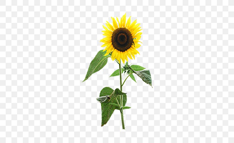 Common Sunflower Display Resolution Wallpaper, PNG, 500x500px, 4k Resolution, Common Sunflower, Cut Flowers, Daisy Family, Display Resolution Download Free