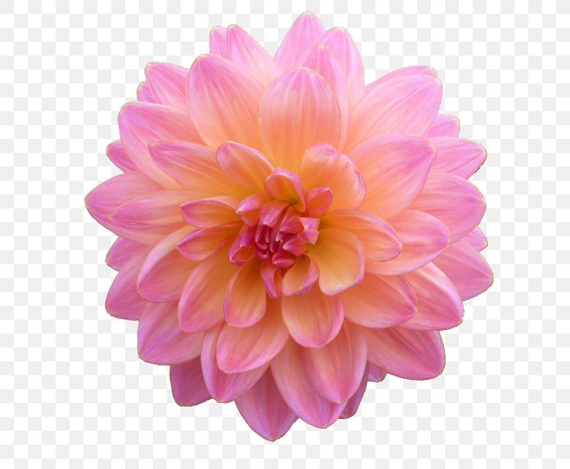 Dahlia Clip Art, PNG, 650x675px, Dahlia, Chrysanths, Computer Network, Daisy Family, Flower Download Free