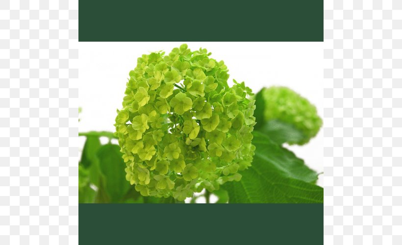 Viburnum Plant Hydrangea Flower Bouquet, PNG, 500x500px, Viburnum, Annual Plant, Asparagus, Cornales, Flower Download Free