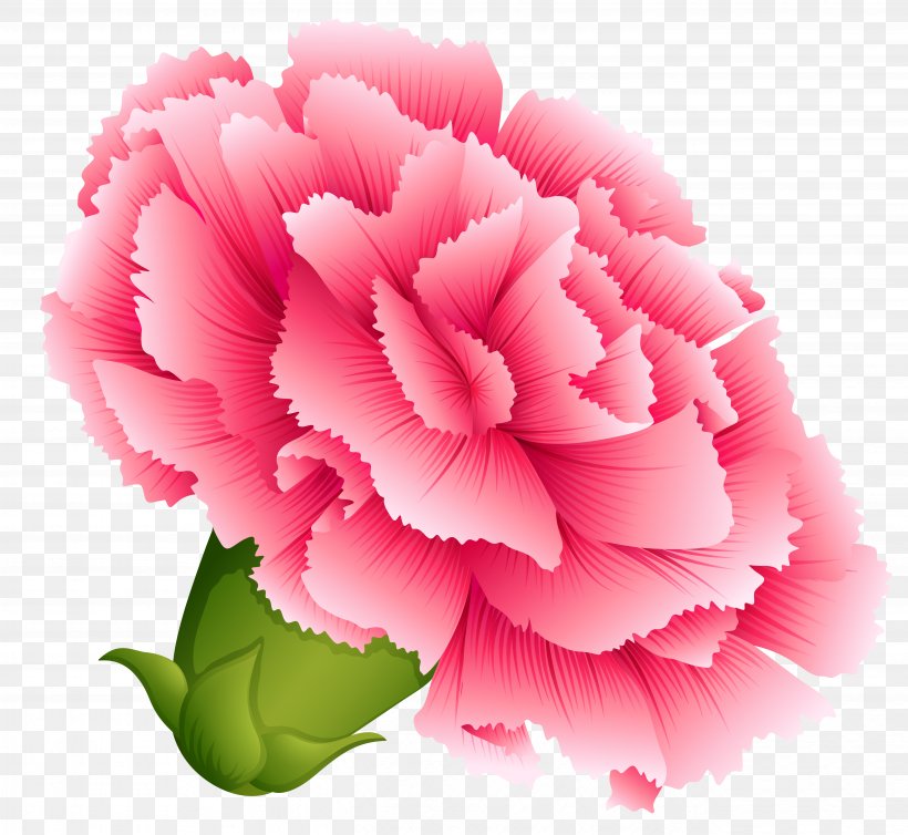 Carnation Clip Art, PNG, 5282x4862px, Carnation, Bud, Cut Flowers, Dianthus, Drawing Download Free