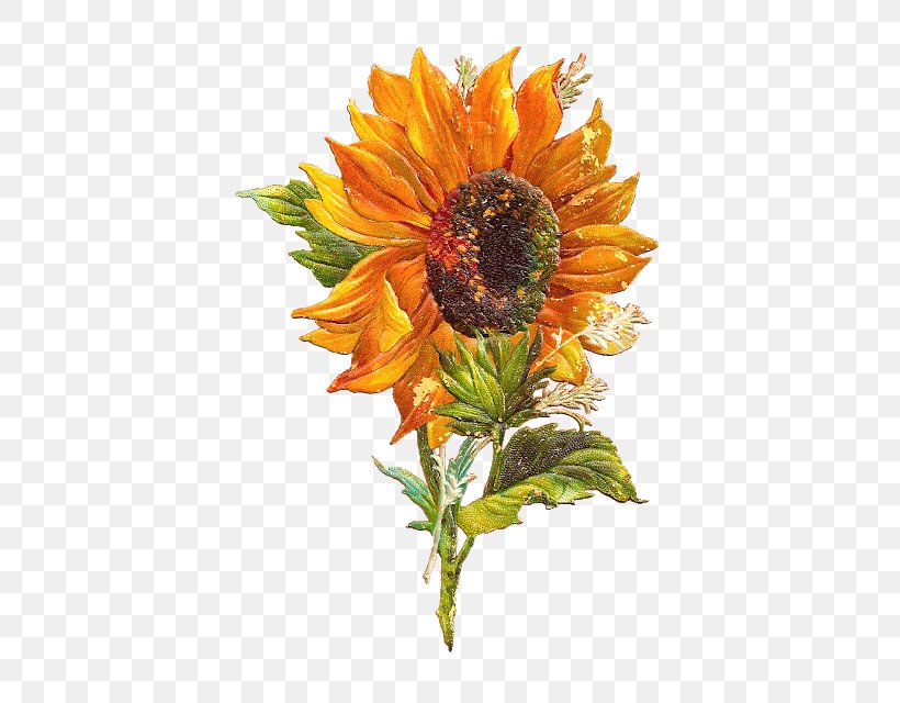 Clip Art Free Content Openclipart Image, PNG, 459x640px, 2018, Sunflower, Cut Flowers, Daisy Family, Document Download Free