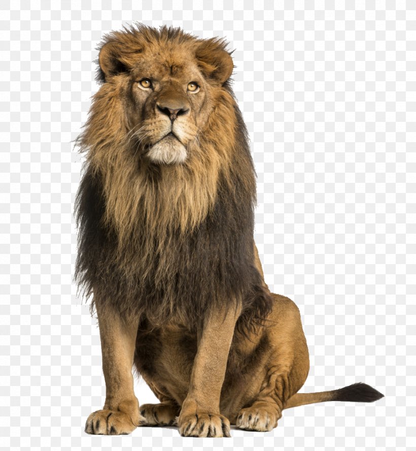 Lion Stock Photography Royalty-free, PNG, 927x1005px, Lion, Alamy, Big Cats, Carnivoran, Cat Like Mammal Download Free