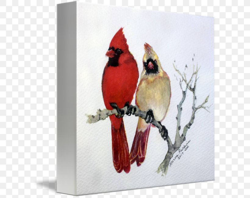 St. Louis Cardinals Northern Cardinal Finches Bird Drawing, PNG, 603x650px, Watercolor, Cartoon, Flower, Frame, Heart Download Free
