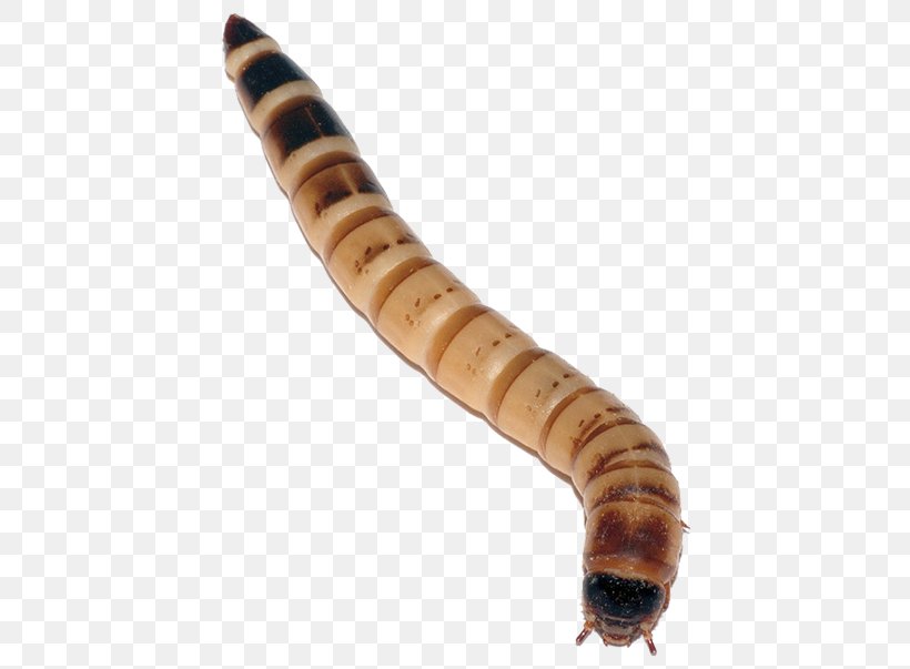Superworm Mealworm Larva Live Food, PNG, 448x603px, Superworm, Animal, Beetle, Caterpillar, Darkling Beetle Download Free