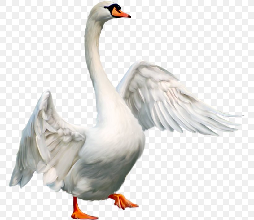 Domestic Goose Duck Bird Mute Swan, PNG, 766x709px, Goose, Animal, Beak, Bird, Cygnini Download Free