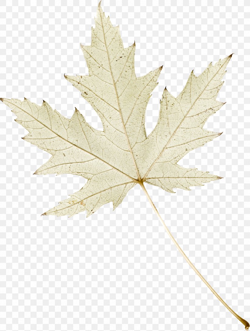 Maple Leaf Clip Art, PNG, 1830x2417px, Leaf, Artistic Inspiration, Author, Blog, Branch Download Free