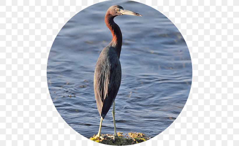 Reddish Egret Topolobampo Ecosystem Fauna, PNG, 500x500px, Reddish Egret, Ammonia, Animal, Beak, Bird Download Free