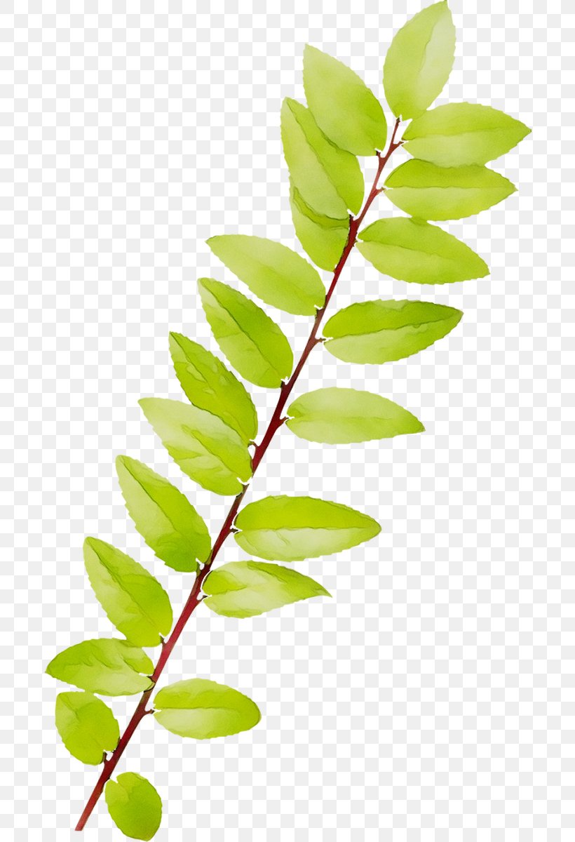 Twig Plant Stem Leaf Fruit Plants, PNG, 696x1200px, Twig, Botany, Branch, Curry Tree, Flower Download Free