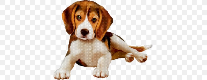 Beagle-Harrier Beagle-Harrier Puppy Stock Photography, PNG, 400x320px, Beagle, American Foxhound, Animal, Beagle Harrier, Beagleharrier Download Free