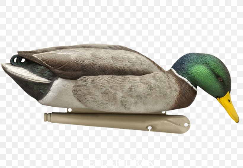 Mallard Duck Decoy Goose Duck Decoy, PNG, 863x597px, Mallard, American Black Duck, Anatidae, Backpack, Beak Download Free