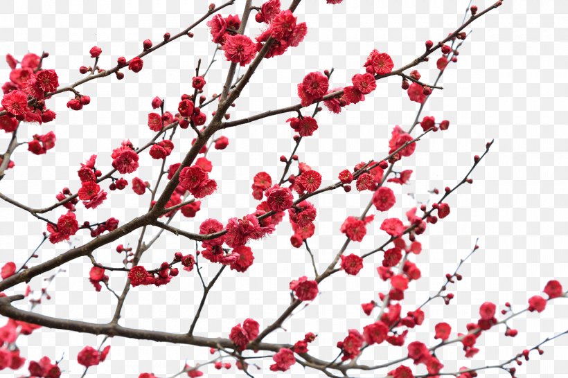 Red Plum Blossom Color, PNG, 1200x800px, Red, Blossom, Branch, Cherry Blossom, Color Download Free