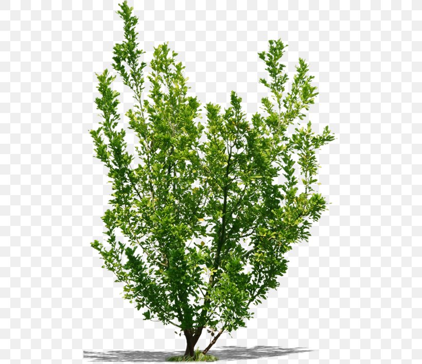 Shrub Twig Brazilian Peppertree Gum Trees, PNG, 495x709px, Shrub, Arecaceae, Branch, Brazilian Peppertree, Evergreen Download Free