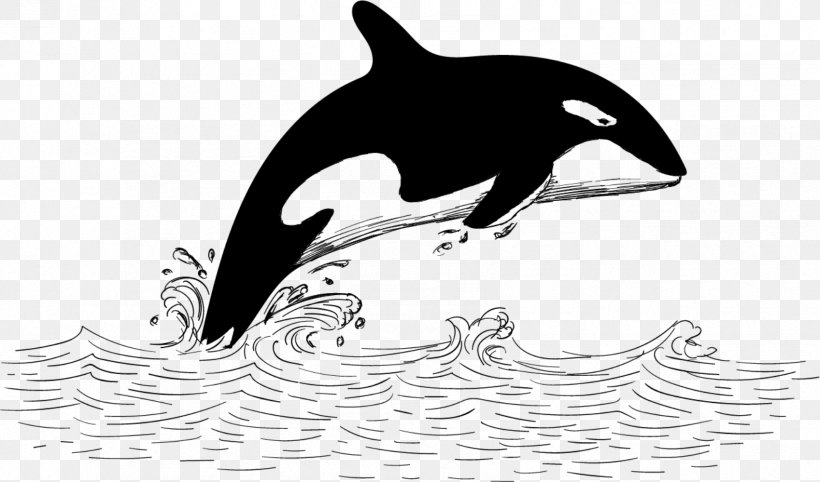 Tucuxi Baleen Whale Killer Whale, PNG, 1698x1000px, Tucuxi, Baleen Whale, Beak, Beluga Whale, Black And White Download Free