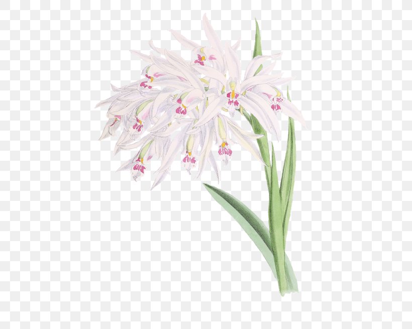 Watercolor Pink Flowers, PNG, 500x655px, Flower, Amaryllis Belladonna, Amaryllis Family, Crinum, Cut Flowers Download Free
