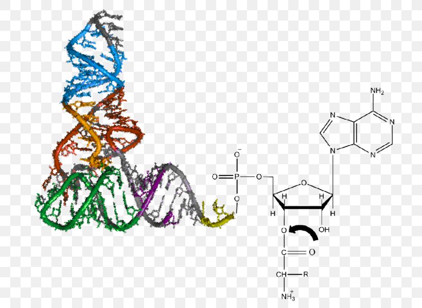 Aminoacyl-tRNA Transfer RNA Aminoacyl TRNA Synthetase Aminoacylation Amino Acid, PNG, 772x600px, Aminoacyltrna, Acid, Adenosine Triphosphate, Amino Acid, Aminoacyl Trna Synthetase Download Free
