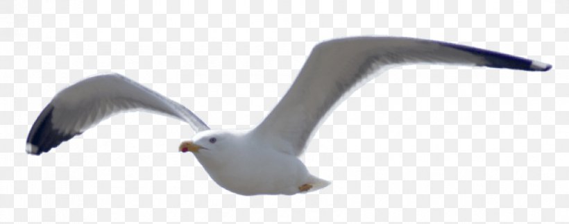 European Herring Gull Bird Gulls Golden Retriever, PNG, 850x335px, European Herring Gull, Animal, Animal Figure, Beak, Bird Download Free