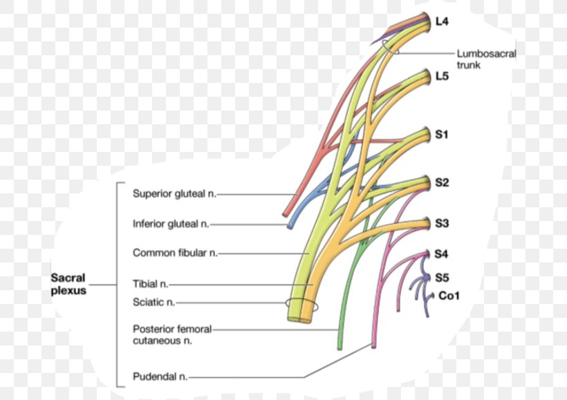 Gray's Anatomy Subcostal Nerve Human Anatomy, PNG, 674x579px, Subcostal Nerve, Anatomy, Area, Diagram, Dorsal Root Ganglion Download Free