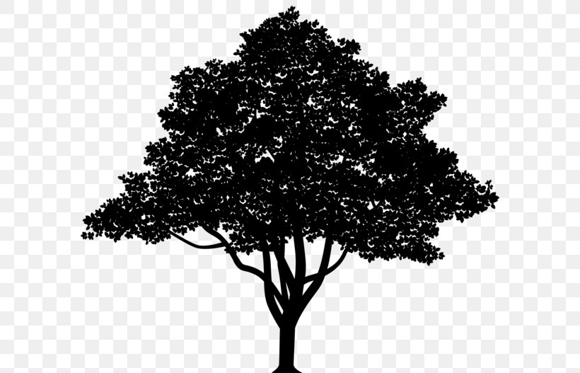 Vector Graphics Tree Branch Oak Stock Illustration, PNG, 600x527px, Tree, Black, Branch, Drawing, Leaf Download Free