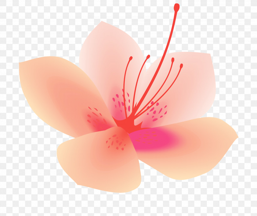 Azalea Spring Flower Azalea Flower, PNG, 3000x2521px, Azalea, Azalea Flower, Blossom, Flower, Hibiscus Download Free