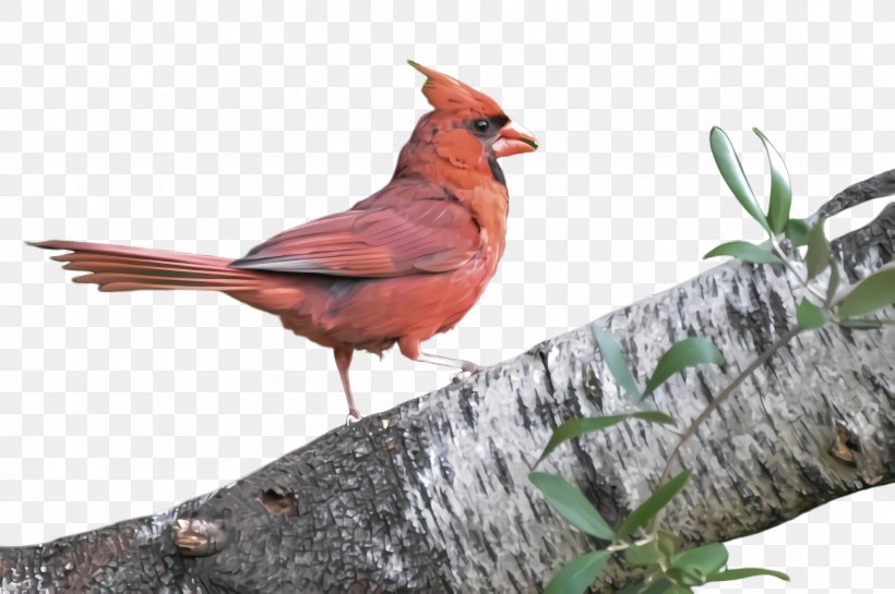 Bird Northern Cardinal Cardinal Beak Perching Bird, PNG, 2452x1632px, Bird, Beak, Cardinal, Northern Cardinal, Perching Bird Download Free
