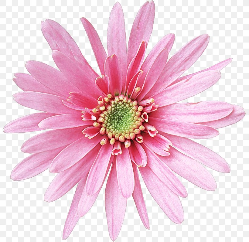 Daisy, PNG, 800x797px, Flower, African Daisy, Barberton Daisy, Cut Flowers, Daisy Download Free