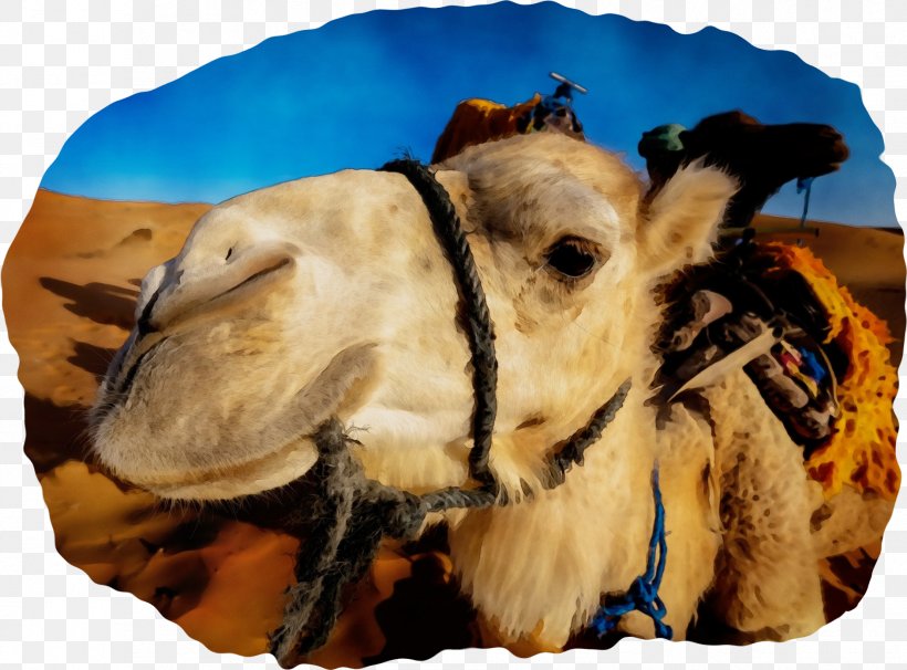 Dromedary Royalty-free Photograph Pexels Desert, PNG, 1882x1391px, Dromedary, Animal, Arabian Camel, Bactrian Camel, Camel Download Free