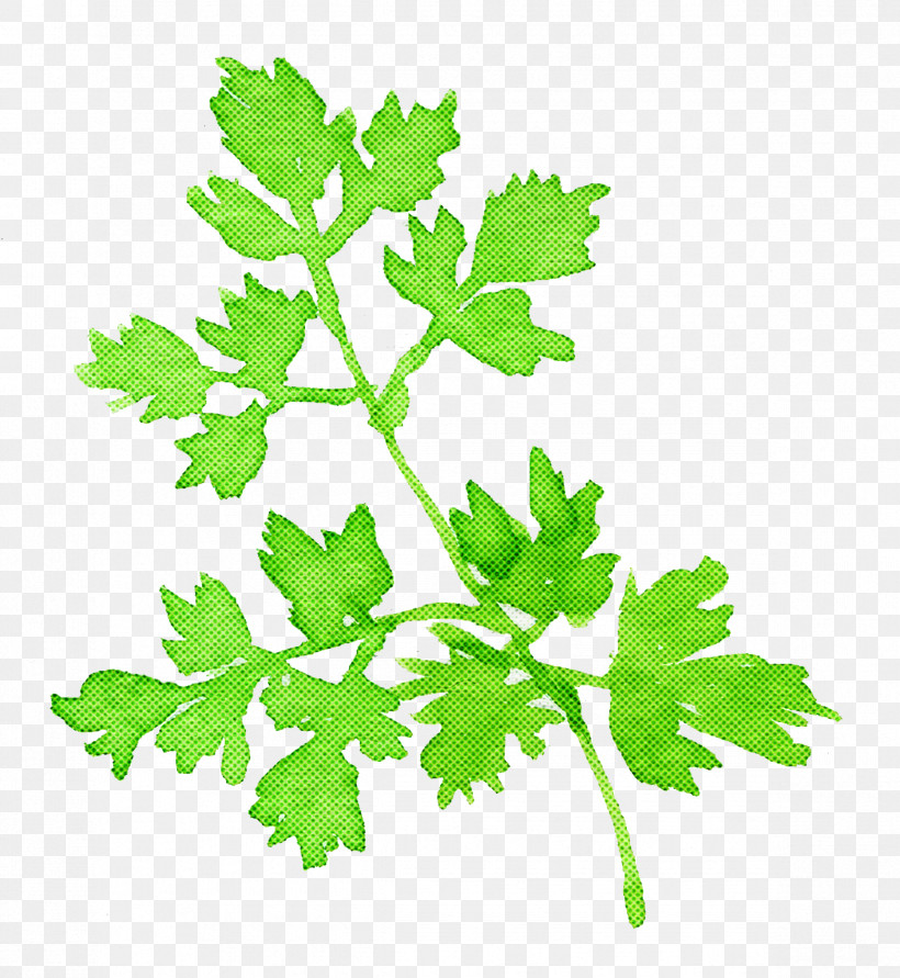Parsley, PNG, 2372x2578px, Watercolor Chervil, Chervil, Chinese Celery, Coriander, Flower Download Free