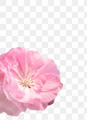 Flowers Vector Material PNG